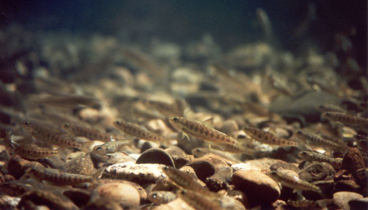 Small Salmon